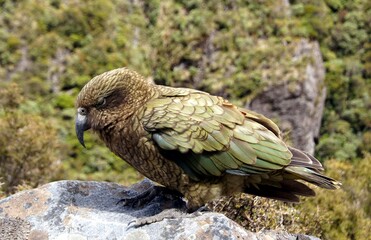 Kea, Nestor notabilis, Endemic, Arthur Pass, South Island, New Zealand