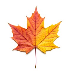 Fototapeta premium Vibrant Red and Yellow Maple Leaf in Fall