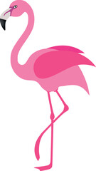 vector illustration of flamingo