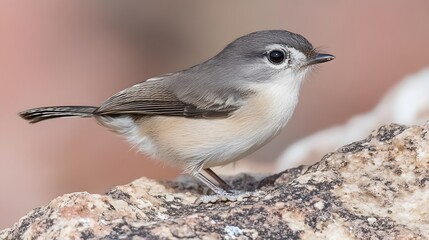 Naklejka premium Closeup of a Small Grey Bird Perched on a Rock
