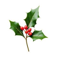 Christmas holly plant with sharp green leaves and red berries, realistic style on transparent background, symbol of holiday and winter season