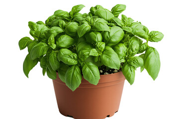 a potted plant with green leaves