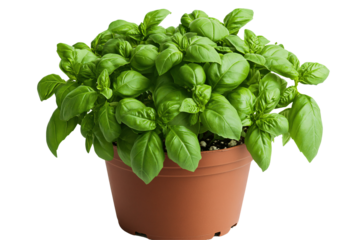 a potted plant with green leaves