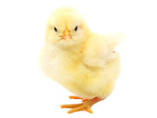 Obraz premium easter chick isolated on white background PNG