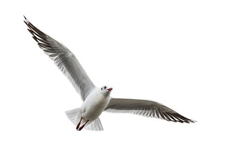 Fototapeta premium A seagull soars through the air with its wings fully extended against a bright white background sky
