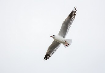 Fototapeta premium A seagull soars through a bright white sky with its wings fully extended and its body angled downward