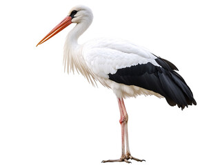 a white bird with black and white feathers