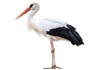 a white bird with black and white feathers