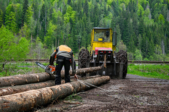 Lumberjack is using a chainsaw to cut logs near a skidder in a forest, demonstrating sustainable forestry practices