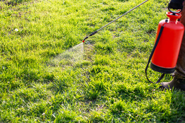 Spraying the grass in the garden with a garden sprayer against ants. Garden pest control.