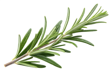 A single sprig of fresh green rosemary with needle like leaves on a black background close up view