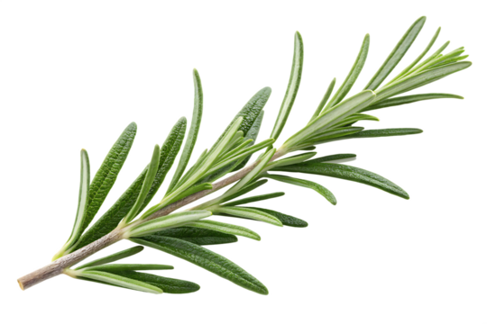A single sprig of fresh green rosemary with needle like leaves on a black background close up view