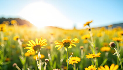 bright summer meadow with yellow flowers