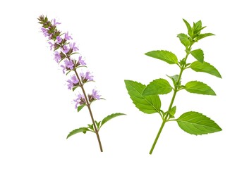 A close up of two sprigs of mint one with purple flowers and the other with green leaves on white background