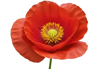 Obraz premium A close up view of a vibrant red poppy flower with yellow stamen on a white isolated background