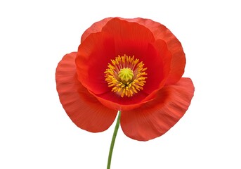 Obraz premium Close up of a red poppy flower with yellow center and green stem on a white background image view