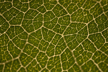 Close-up macro photograph of a fig leaf displaying its intricate vein pattern and vibrant green texture illuminated by natural light.