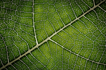 Close-up macro photograph of a fig leaf displaying its intricate vein pattern and vibrant green texture illuminated by natural light.