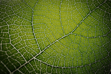 Close-up macro photograph of a fig leaf displaying its intricate vein pattern and vibrant green texture illuminated by natural light.