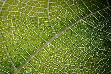 Close-up macro photograph of a fig leaf displaying its intricate vein pattern and vibrant green texture illuminated by natural light.