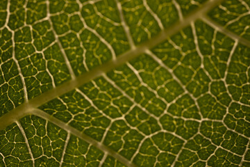 Close-up macro photograph of a fig leaf displaying its intricate vein pattern and vibrant green texture illuminated by natural light.