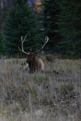Male -bull- elk or wapiti -Cervus canadensis- resting and grazing on the grass beside the road, on the outskirts of Jasper town. Alberta-Canada-211