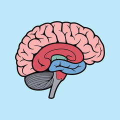 a human brain hand drawn vector art illustration cartoon concept