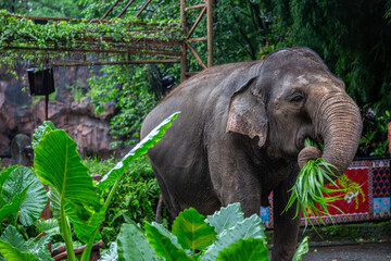 Sumatran elephant or Loxodonta in Bali on his own can be seen standing on his own eating vegetation...