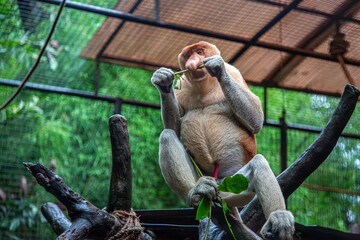 Probocis monkey or Nasalis larvatus an endangered species of primate shows the lone monkey on top of a tree in his enclosure eating a twig with an erection at a safari park in Bali