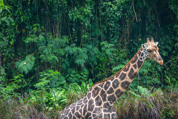 Giraffe in Bali, Image shows a 7 year old male giraffe at a safari park in Bali on a wet day during wet season