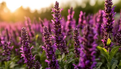 Obraz premium Purple flower field at sunset