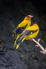 Two Black naped oriole or Oriolus chinensis a black and yellow can be seen perched on a branch next...