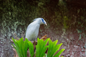 Bali myna, Rothschild's mynah or Bali starling can be seen resting in her nest in Bali