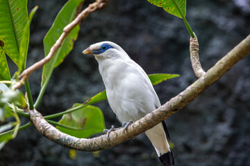 Bali myna, Rothschild's mynah or Bali starling can be seen resting on a tree branch in Bali