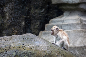 Balinese long tailed monkey or Macaca Fascicularis can be seen playing on a concrete statue