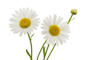 Naklejka premium A close up of two daisies and a bud against a bright white clean and simple studio background shot