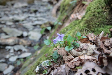 early dog-violet over a stream in the Ruppertsklamm gorge, Lahnstein 