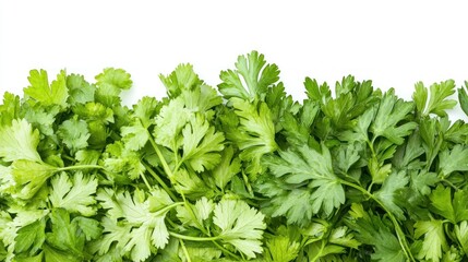 Obraz premium Fresh cilantro leaves arranged in a border