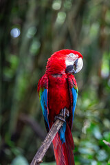 Macaw parrot part of the new world parrots can be seen resting on a tree branch at a safari park in Bali, Image shows the Macaw with its vibrant red, blue, green and yellow colours