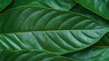 Obraz premium Lush green leaves tightly packed, showcasing intricate vein patterns