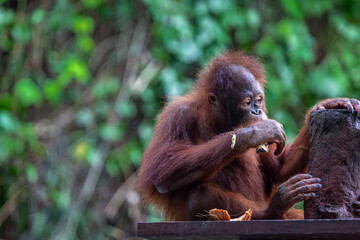 Young 3 year old Orangutan or (Pongo) part of the primate family at a safari park in Bali can be seen on his play equipment eating fruit