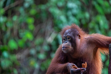 Young 3 year old Orangutan or (Pongo) part of the primate family at a safari park in Bali can be seen on his play equipment eating fruit