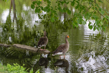 Gänse auf dem See im Park © tanuhin