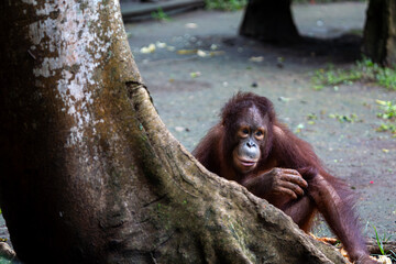 Young 3 year old Orangutan or (Pongo) part of the primate family at a safari park in Bali can be seen sitting on the floor peering round a tree