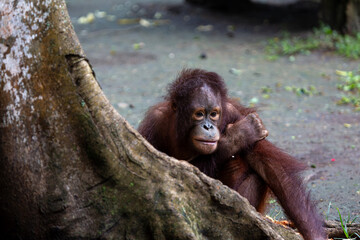 Obraz premium Young 3 year old Orangutan or (Pongo) part of the primate family at a safari park in Bali can be seen sitting on the floor peering round a tree