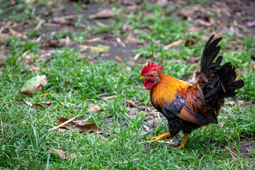 Rooster or Cockerel in Bali can be seen freely roaming around in the countryside