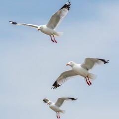 Fototapeta premium Sky Dancers' Ballet AI Generated