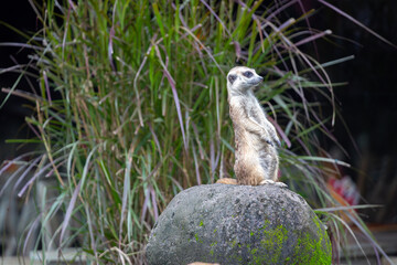 Meerkat or Suricata suricatta sitting on a log whilst looking out for danger