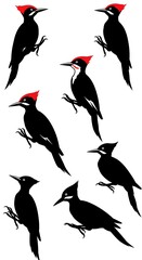 Obraz premium Pileated Woodpecker Poses AI Generated