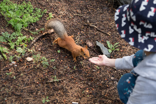 Burabai (Borovoe) A national park in Kazakhstan. Travel in Central Asia. The squirrel approaches the boy's hand, the boy feeds the squirrel in the forest.
